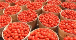 Nigerians Can Expect Tomato Price Relief In July, Says TOPAN