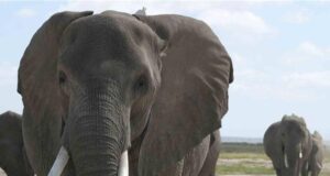 Tinubu’s Minister Adopts Elephant As Part Of His Family