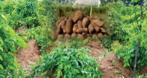 HARDSHIP: Farmer Arrested For Killing Two Over Alleged Farm Produce Theft