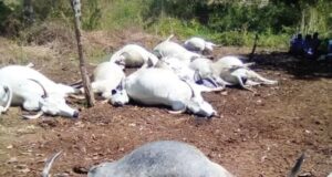 Lightning Strike Kills 32 Cows In Ogun Village