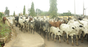 Cow Goes Berserk, Injures Staff At Delta Government House