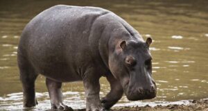 Displaced Hippos Kill One, Threaten Adamawa Communities After Flooding