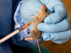 Lassa Fever K!lls 263 In Nigeria, Confirmed Cases Rise To 1,115 – NCDC