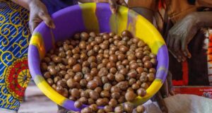 Shea Nut Export Ban Worsens Market Chaos, Crashes Prices By Over 30%