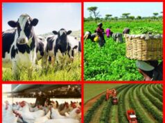 Rethinking Food Availability In An Era Of Transformative Governance: The Peter Mbah Example