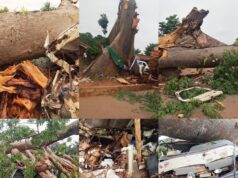 Enugu Police Confirms Death Of 11 In Awhum Tree-Fall Tragedy, Issues Safety Advisory