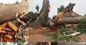 Enugu Police Confirms Death Of 11 In Awhum Tree-Fall Tragedy, Issues Safety Advisory